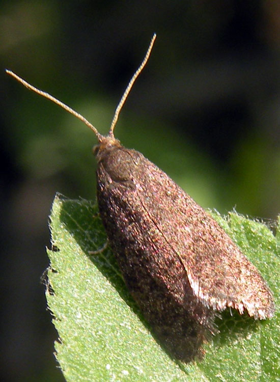 Tortricidae: tentativi di identificazione